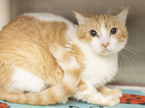 MARIGOLD, a cat for adoption from Arizona Humane Society - Sunnyslope