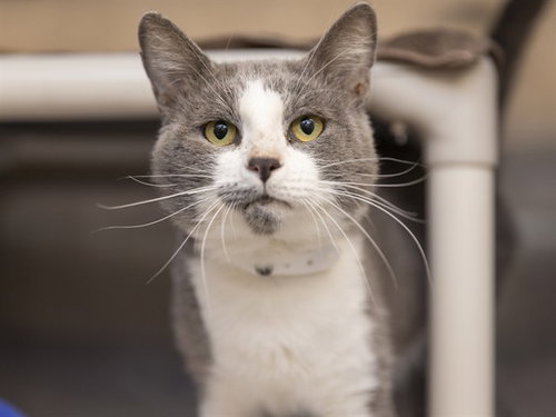 KIF, a cat for adoption from Arizona Humane Society - Sunnyslope
