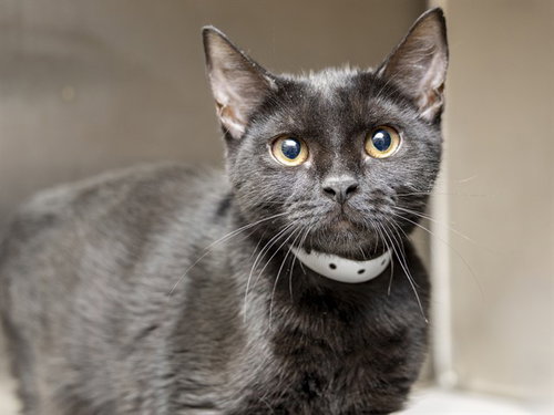 ETHEL, a cat for adoption from Arizona Humane Society - Sunnyslope