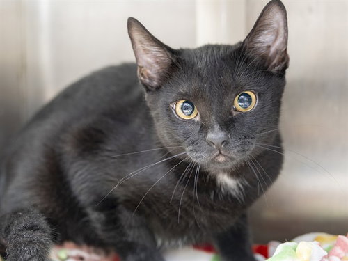 LUCY, a cat for adoption from Arizona Humane Society - Sunnyslope