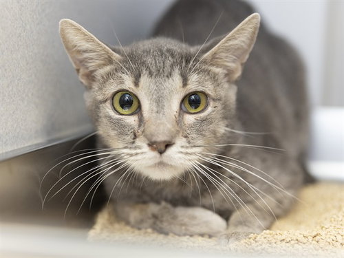 HONEY, a cat for adoption from Arizona Humane Society - Sunnyslope