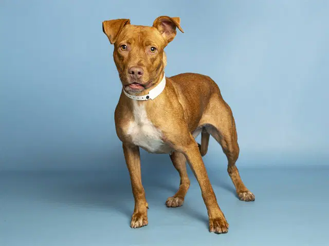 Hero - American Pit Bull Terrier