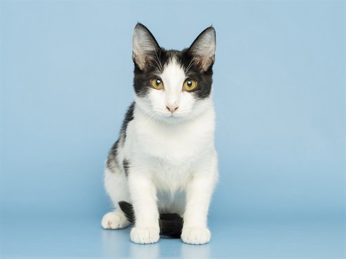 MOO COW, a cat for adoption from Arizona Humane Society - Sunnyslope