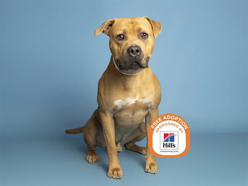 BURRITO, a dog for adoption from Arizona Humane Society - Sunnyslope