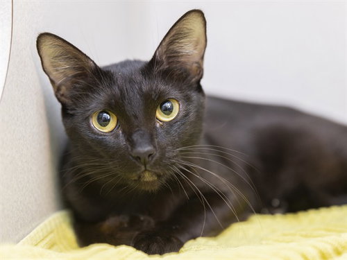 GWIMA, a cat for adoption from Arizona Humane Society - Sunnyslope
