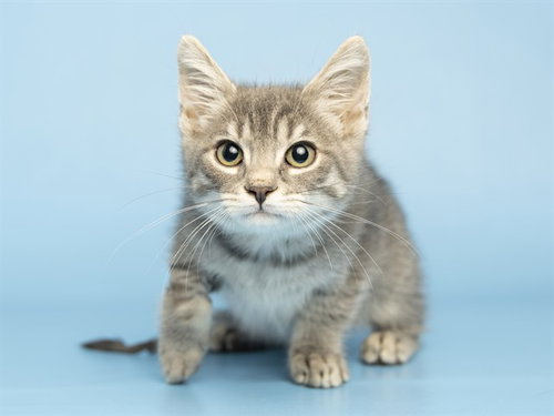 LACEEY, a cat for adoption from Arizona Humane Society - Sunnyslope