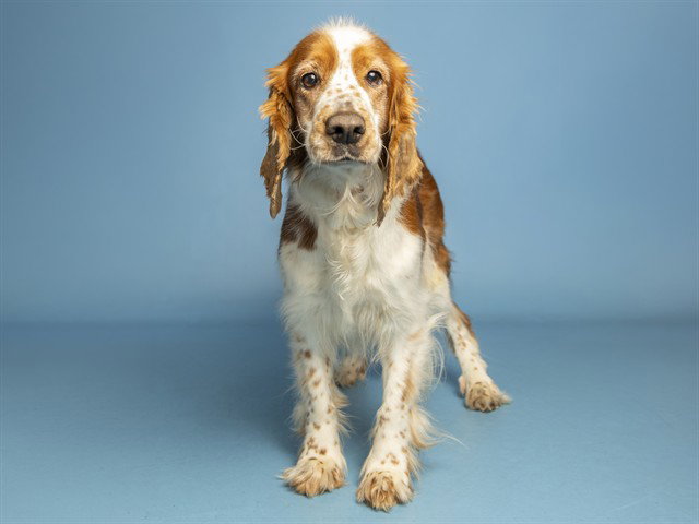 Ferny, English Springer Spaniel