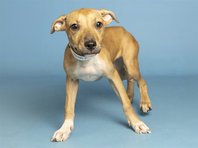 Jillian, American Pit Bull Terrier