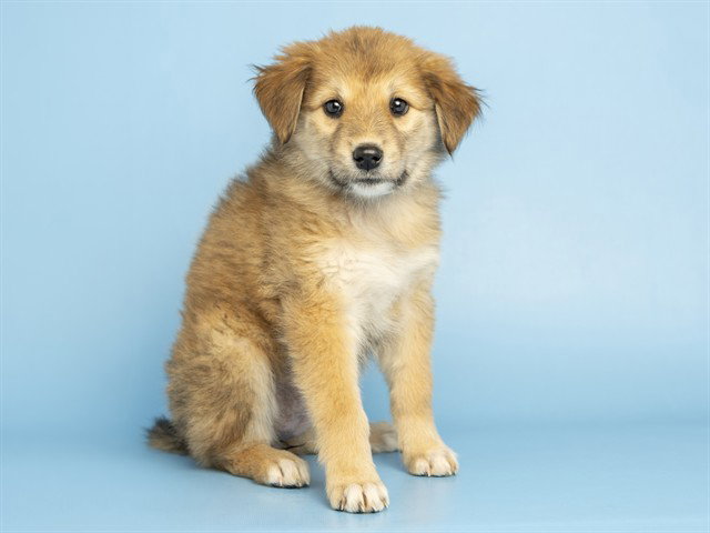 Galleria, Australian Shepherd