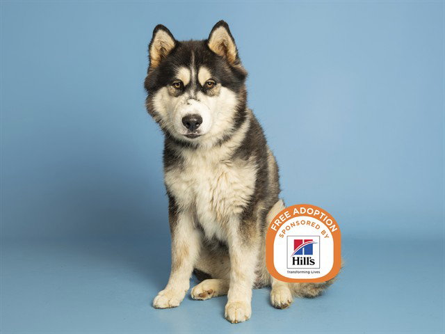 Bobby, Husky