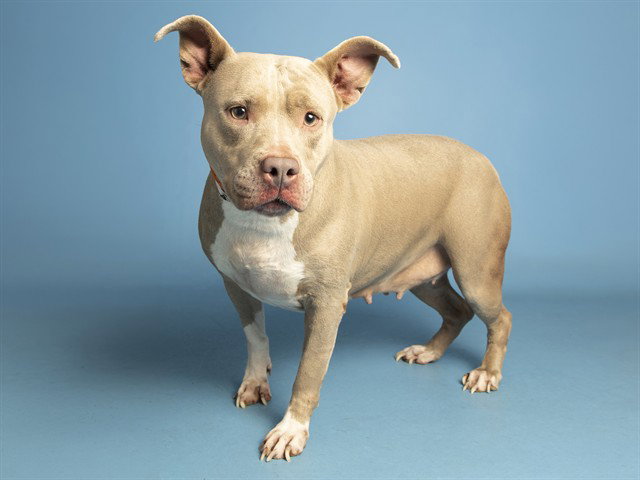 Mocha, American Pit Bull Terrier