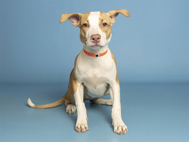 Banana, American Pit Bull Terrier