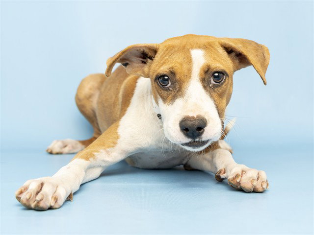 Daphne, American Pit Bull Terrier