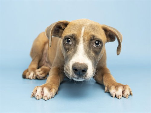 AXEL, a dog for adoption from Arizona Humane Society - Sunnyslope