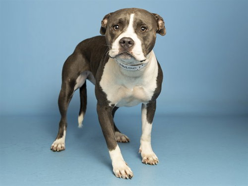 CHIMICHANGA, a dog for adoption from Arizona Humane Society - Sunnyslope