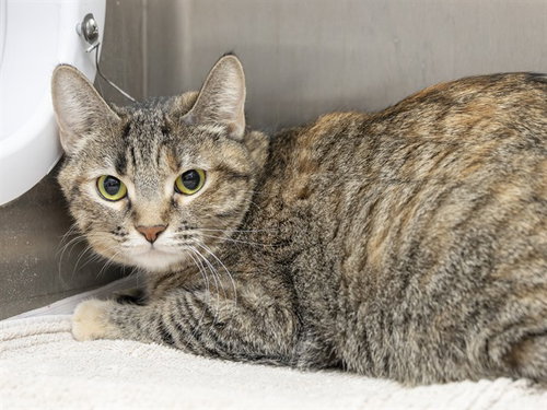 OLIVE, a cat for adoption from Arizona Humane Society - Sunnyslope
