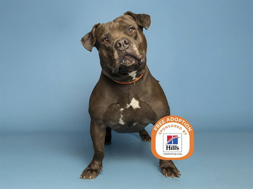 PUMA, a dog for adoption from Arizona Humane Society - Sunnyslope