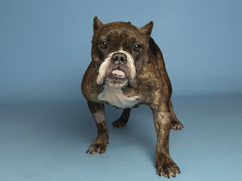 ZOE ZOE, a dog for adoption from Arizona Humane Society - Sunnyslope