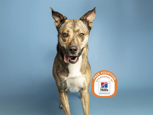 BUDDY, a dog for adoption from Arizona Humane Society - Sunnyslope