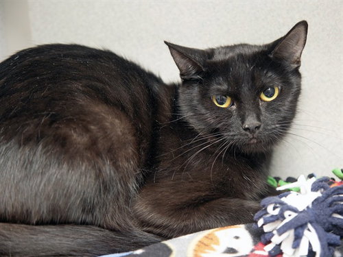 SWEETIE, a cat for adoption from Arizona Humane Society - Sunnyslope