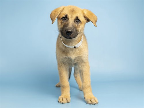 COSMO, a dog for adoption from Arizona Humane Society - Sunnyslope