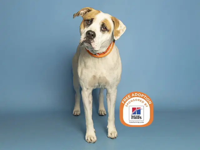 Jef - American Pit Bull Terrier