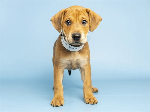 ROYALTY, a dog for adoption from Arizona Humane Society - Sunnyslope
