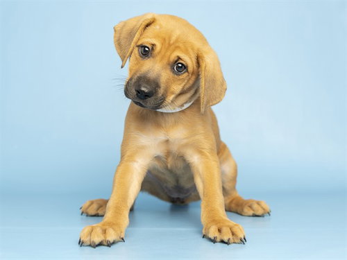 SUNSHINE, a dog for adoption from Arizona Humane Society - Sunnyslope