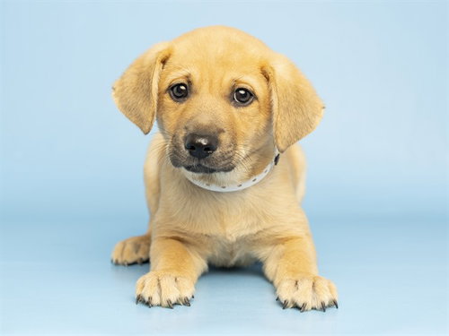 PEACH, a dog for adoption from Arizona Humane Society - Sunnyslope