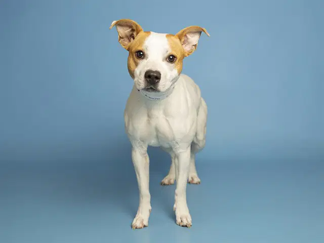 Onyx - American Pit Bull Terrier
