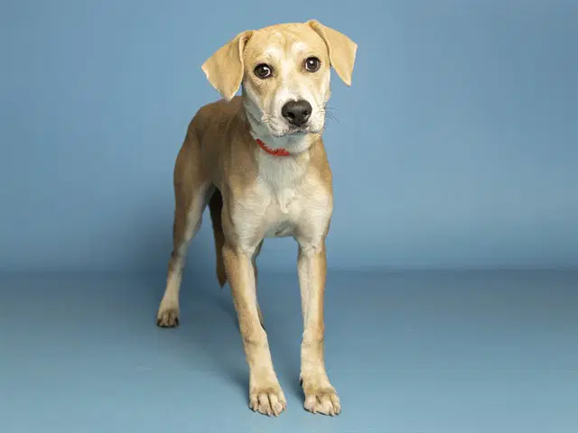 Juneberry - Labrador Retriever