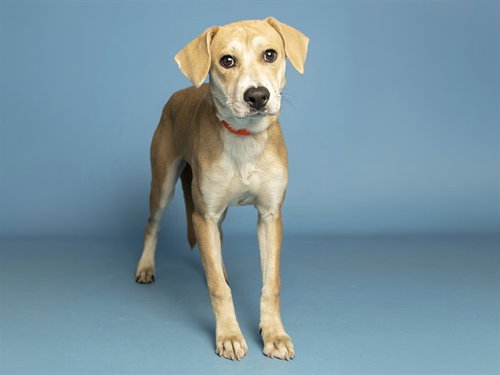 JUNEBERRY, a dog for adoption from Arizona Humane Society - Sunnyslope