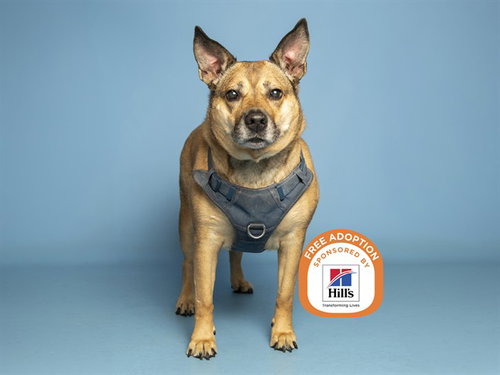 DELILAH, a dog for adoption from Arizona Humane Society - Sunnyslope