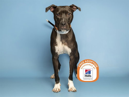 FINLO, a dog for adoption from Arizona Humane Society - Sunnyslope