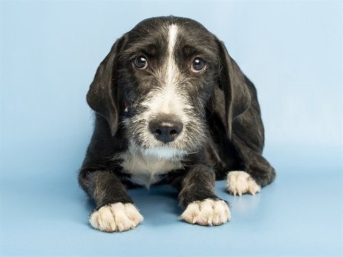 CHRISTINA, a dog for adoption from Arizona Humane Society - Sunnyslope