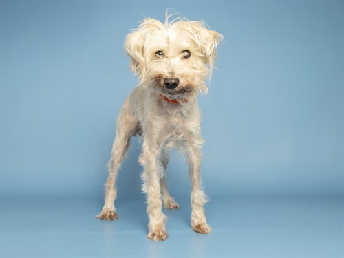 COOKIE, a dog for adoption from Arizona Humane Society - Sunnyslope