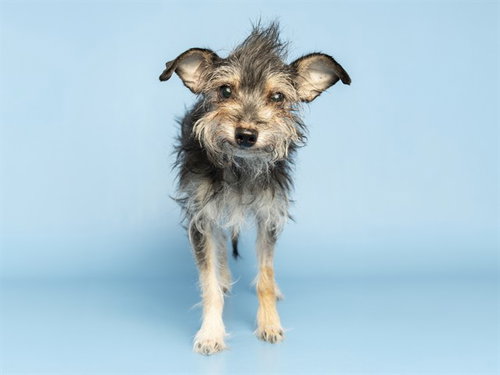 MILI, a dog for adoption from Arizona Humane Society - Sunnyslope