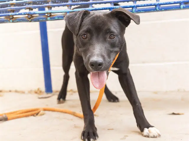Sally - American Pit Bull Terrier