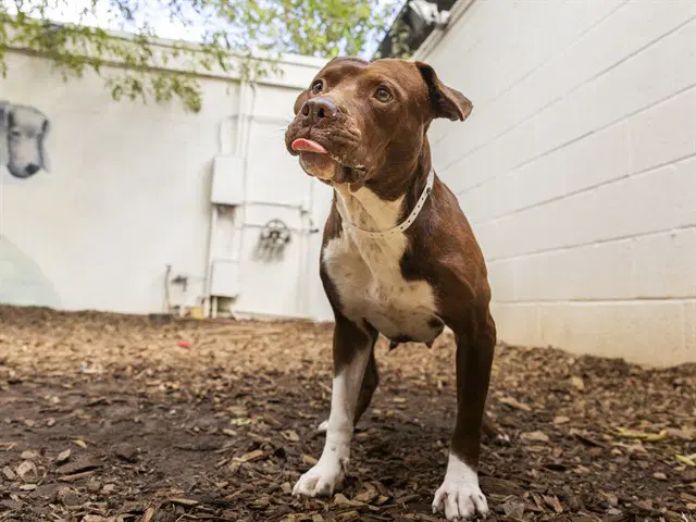 Cheeseball - American Pit Bull Terrier