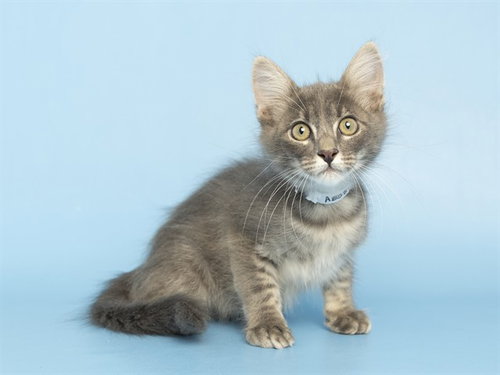 DIESEL, a cat for adoption from Arizona Humane Society - Sunnyslope