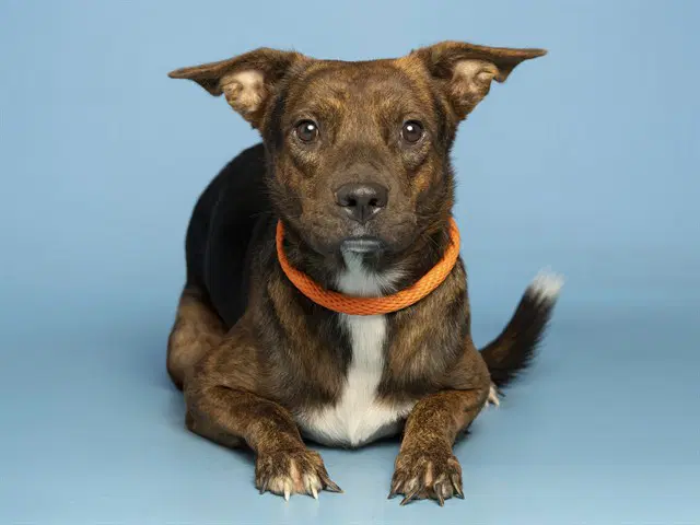 Tippy - American Pit Bull Terrier