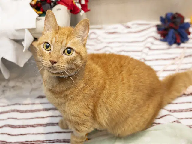 Icarus - Domestic Medium Hair