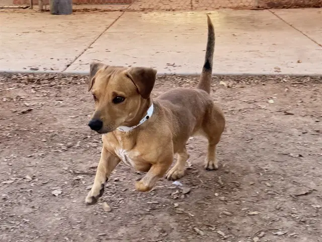 Brian - Chihuahua