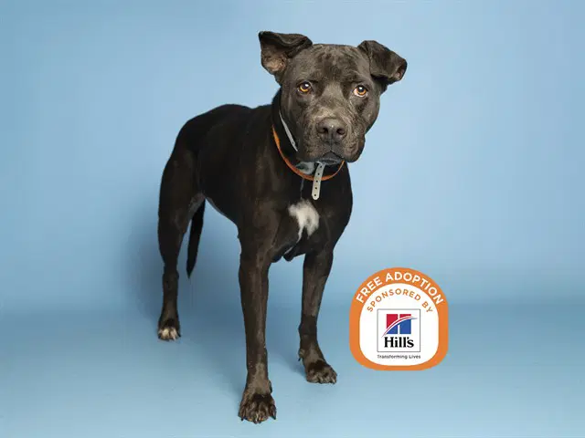Rosarita - American Bulldog