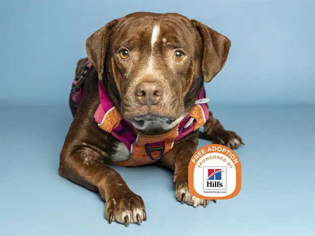Sophie - American Pit Bull Terrier