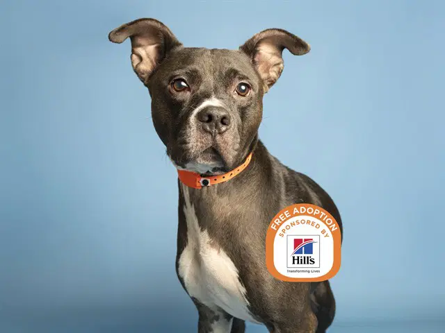 Gary - American Pit Bull Terrier