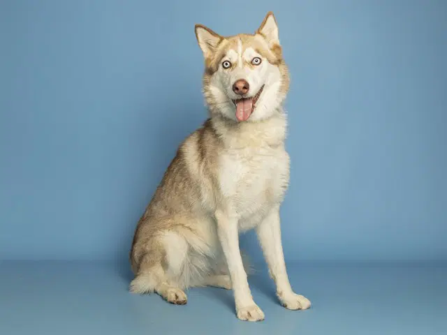 Halo - Husky