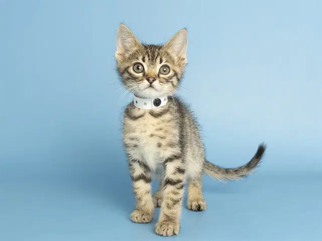 Turner - Domestic Short Hair