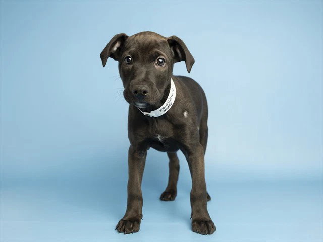 Frankie