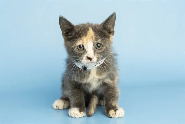 Lisa - Domestic Short Hair